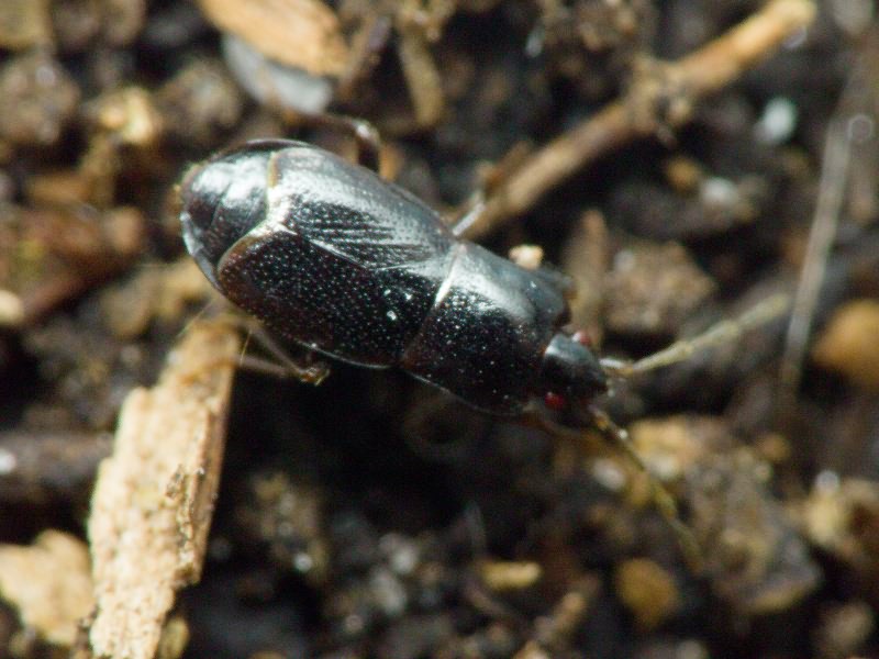 Plinthisus brevipennis (Latreille, 1807)